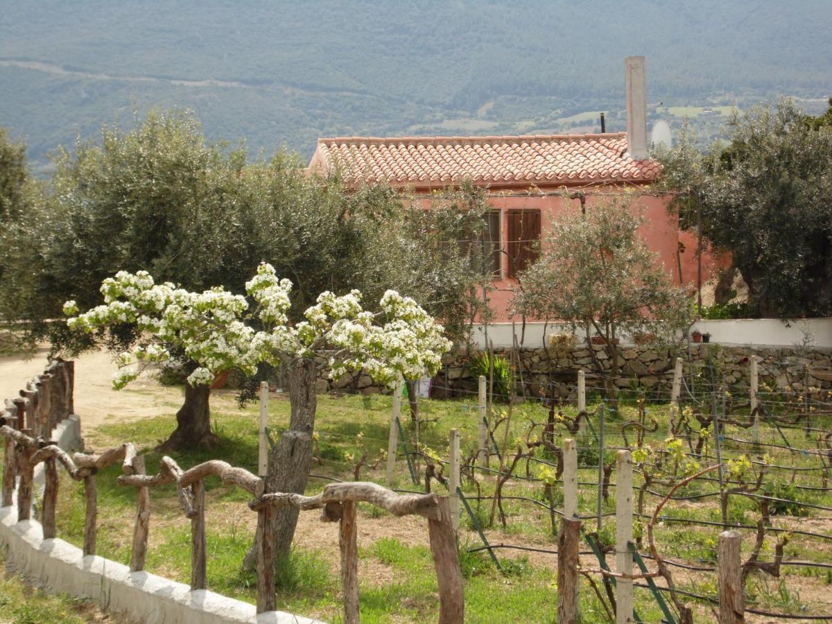 أوليينا Villa L'Oleandro المظهر الخارجي الصورة